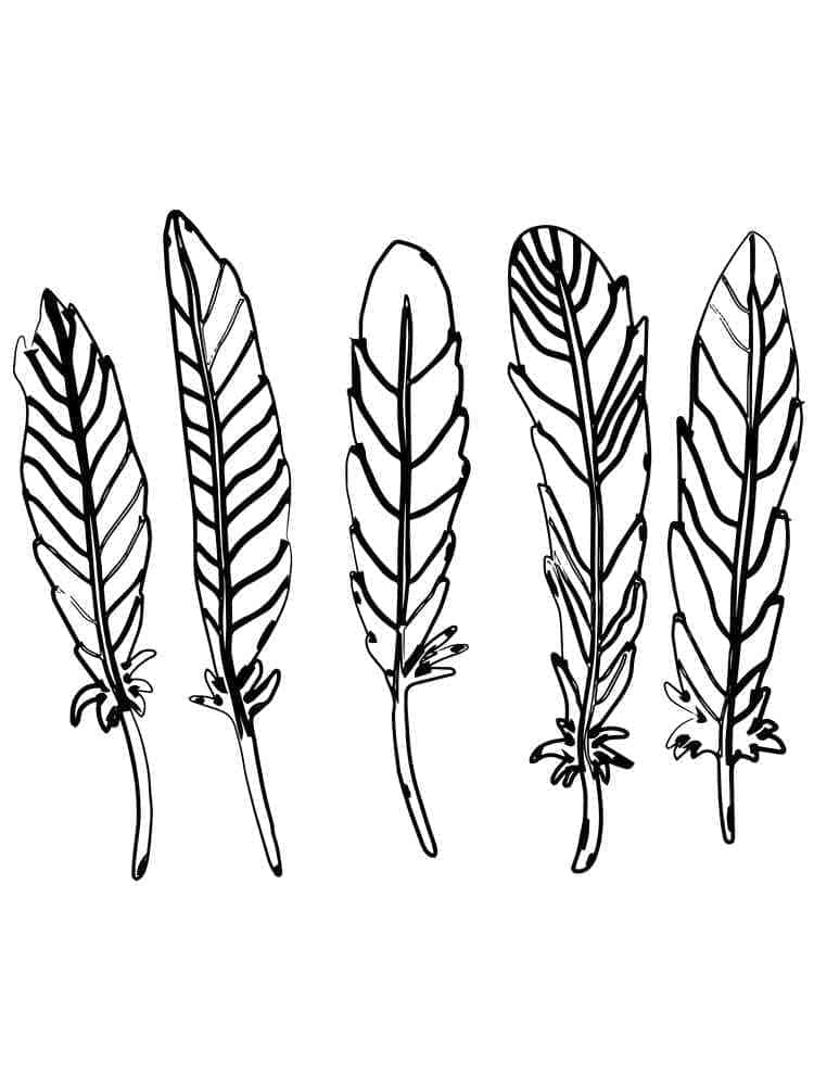 免费羽毛着色页 #212613 来自物品合集