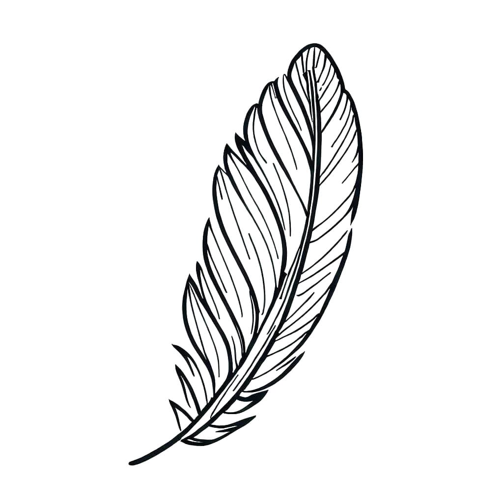 免费羽毛着色页 #212625 来自物品合集