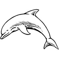 海豚 - 免费可打印着色页